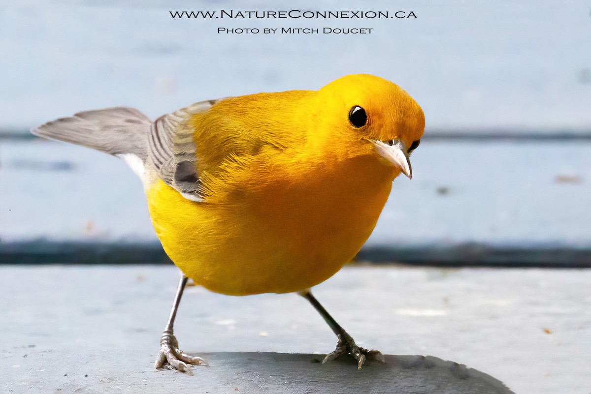 Prothonotary Warbler - ML643777515