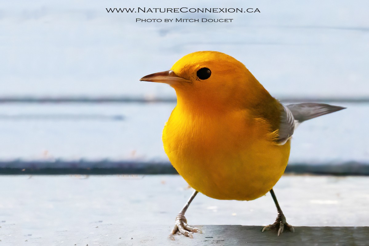 Prothonotary Warbler - ML643777516