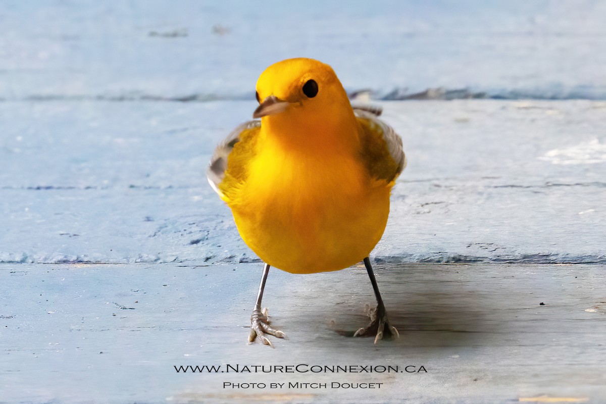 Prothonotary Warbler - ML643777518
