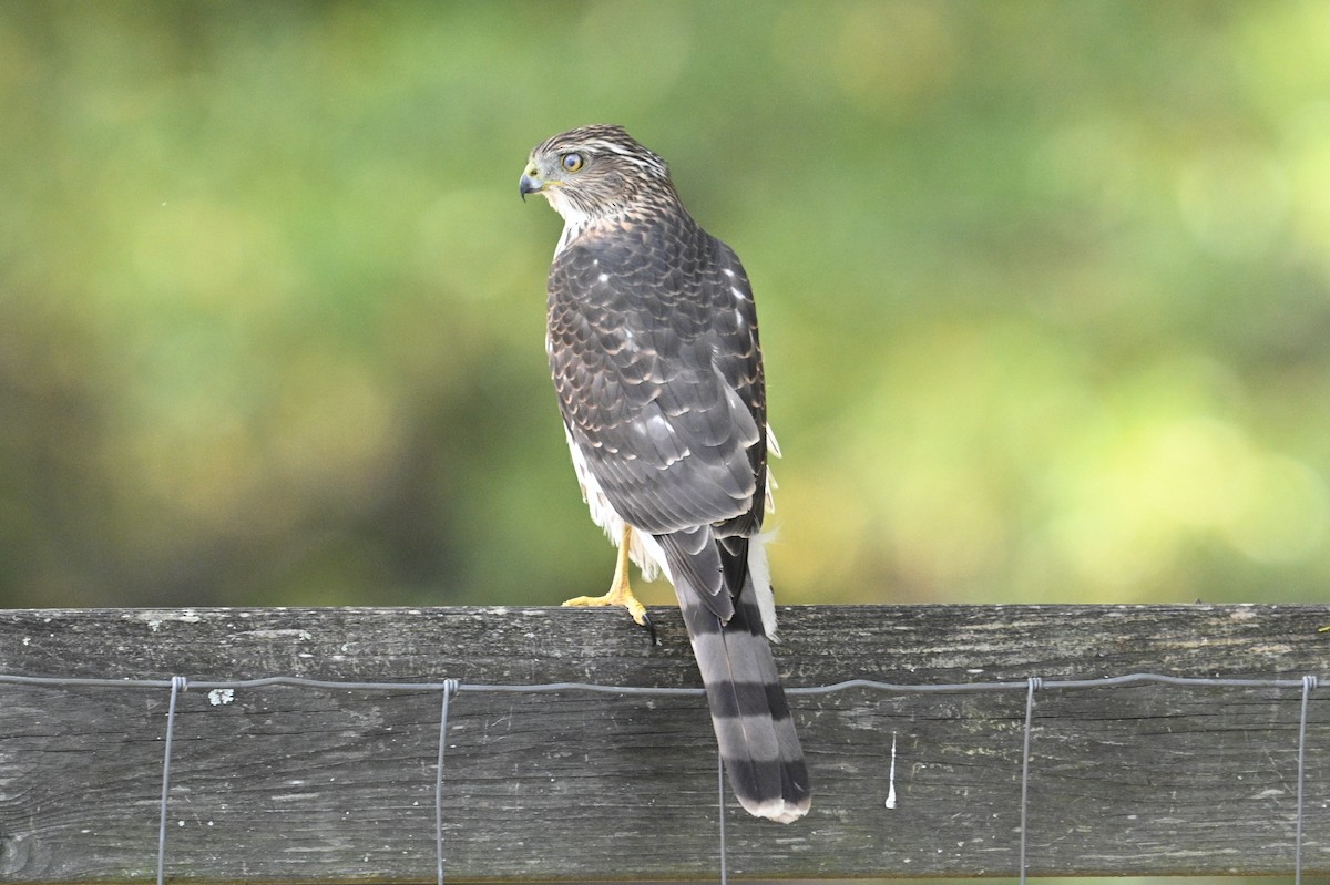 Cooper's Hawk - ML643777519