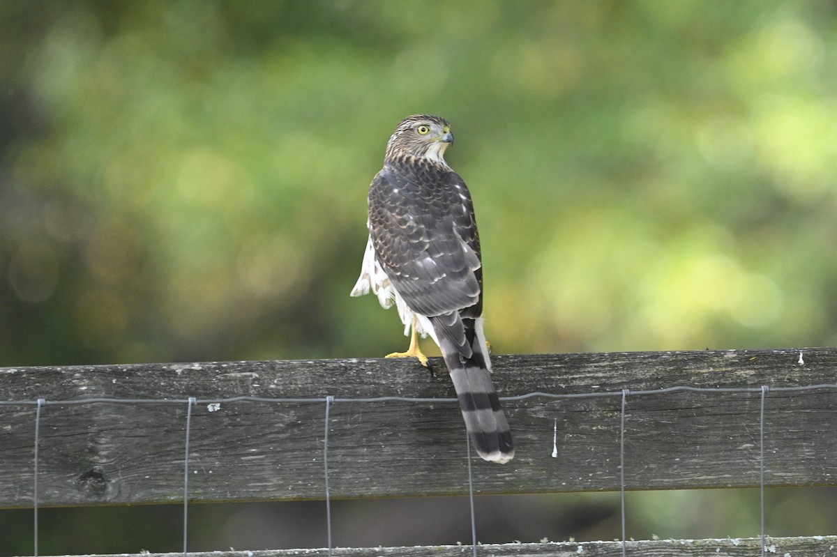 Cooper's Hawk - ML643777523
