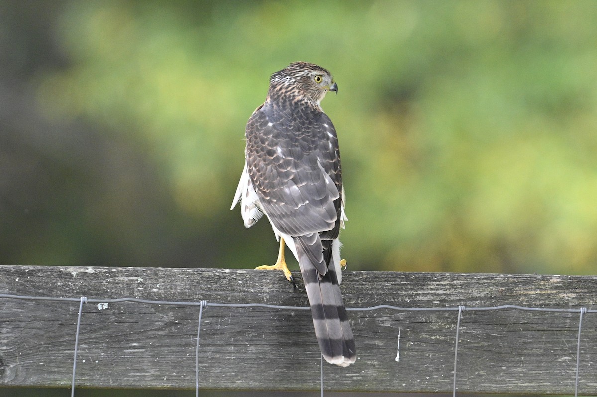 Cooper's Hawk - ML643777524