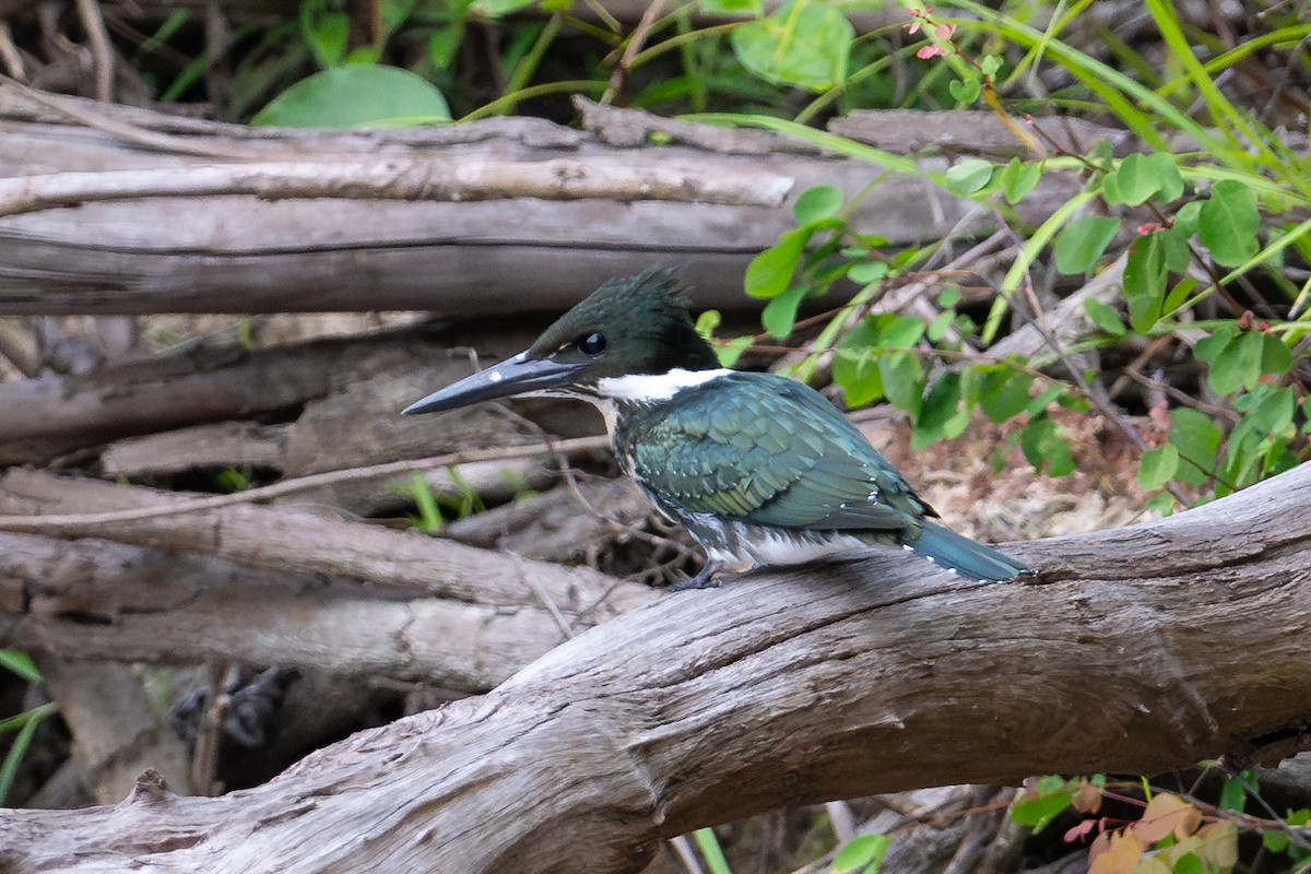 Amazon Kingfisher - ML643777525