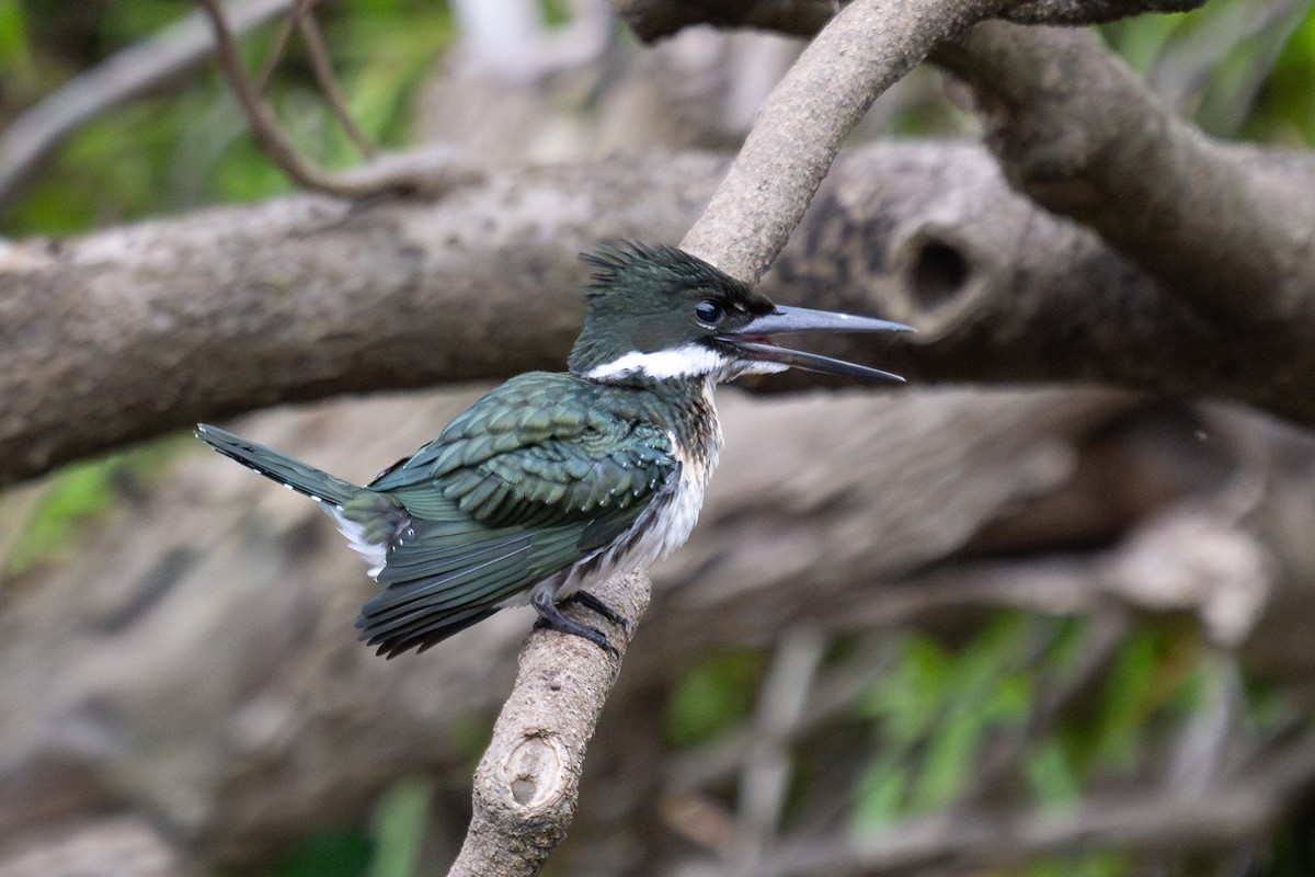Amazon Kingfisher - ML643777526