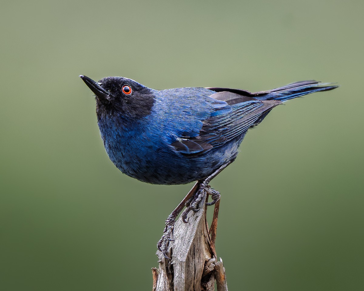 Masked Flowerpiercer - ML643777539