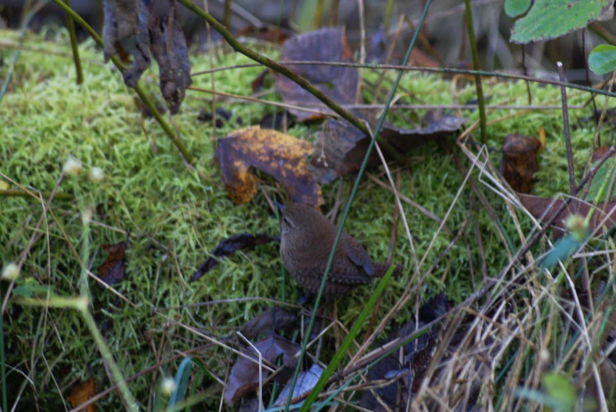 Winter Wren - ML643777543