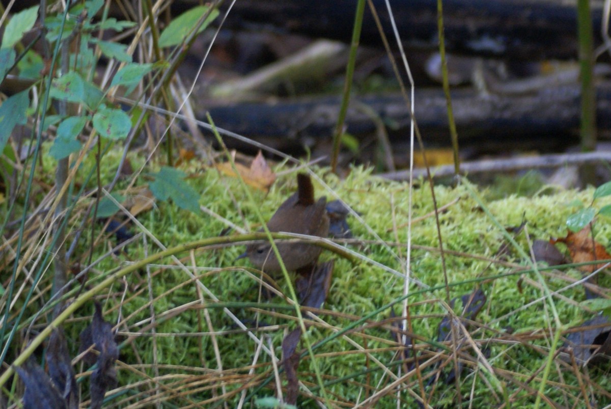 Winter Wren - ML643777548
