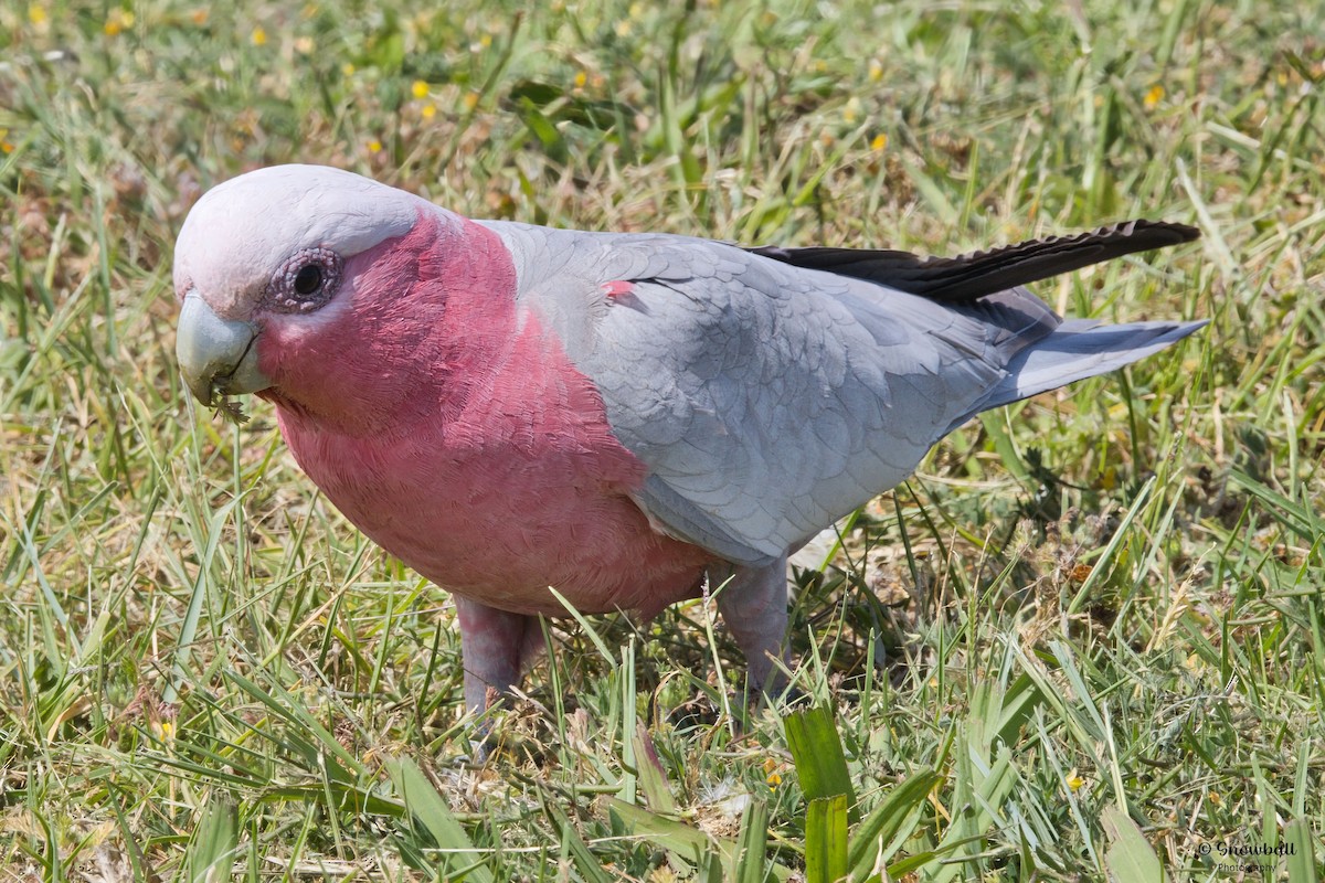 Galah - ML643777549