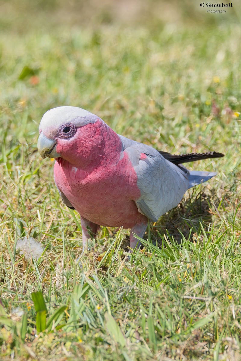 Galah - ML643777550