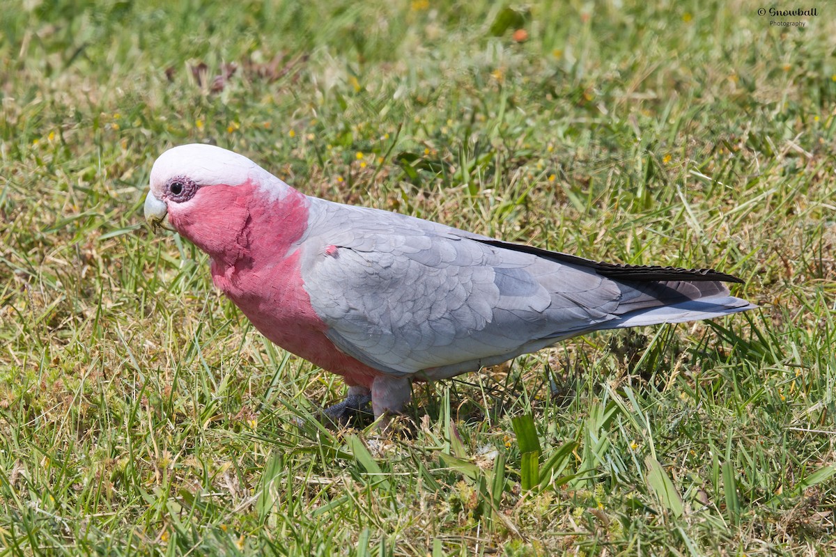Galah - ML643777551