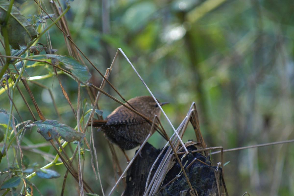 Winter Wren - ML643777553