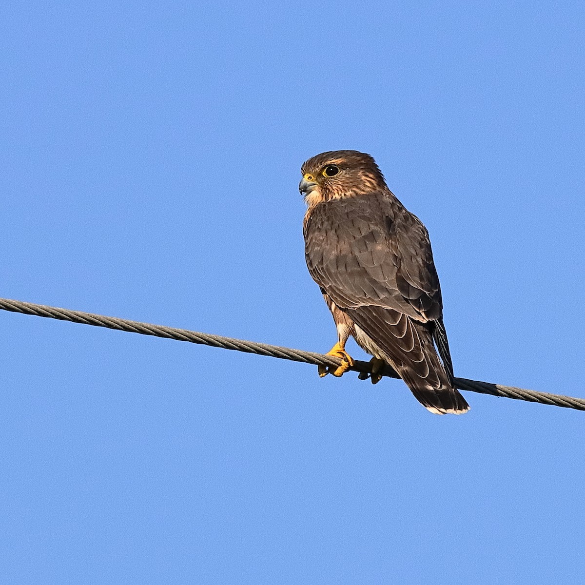 Merlin - ML643777558