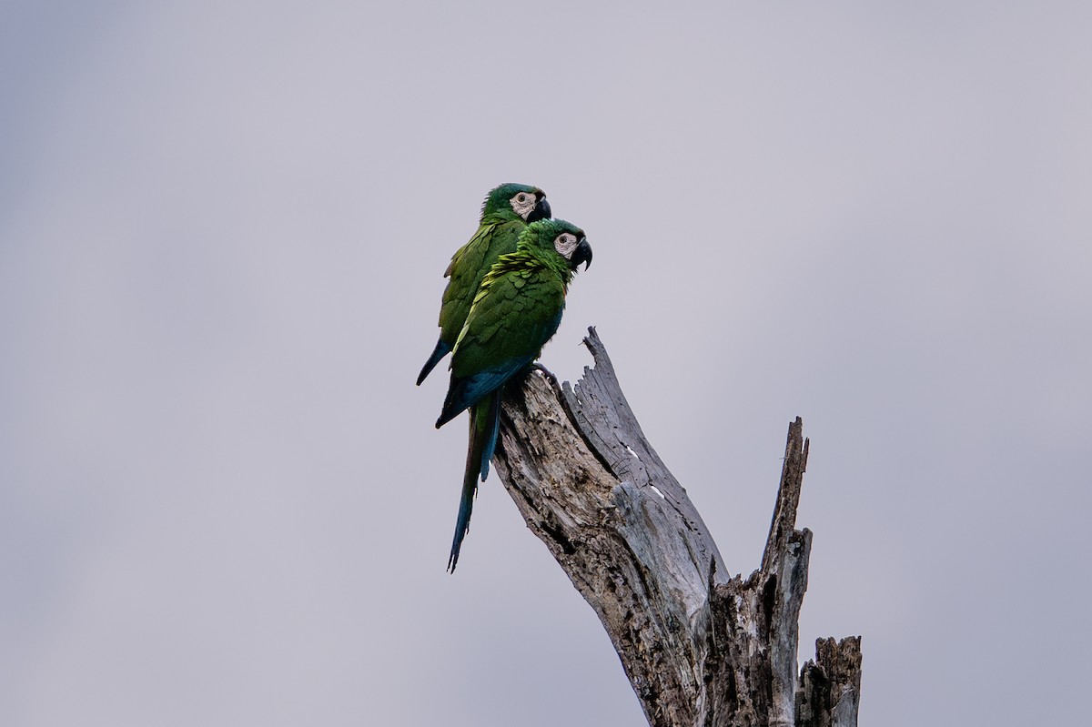 Chestnut-fronted Macaw - ML643777561