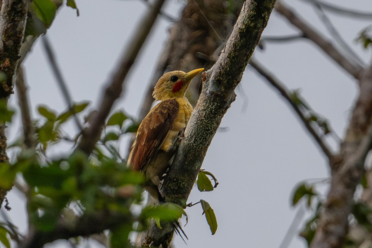 Cream-colored Woodpecker - ML643777562