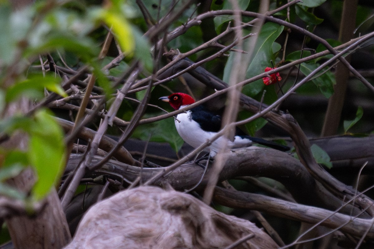 Red-capped Cardinal - ML643777564