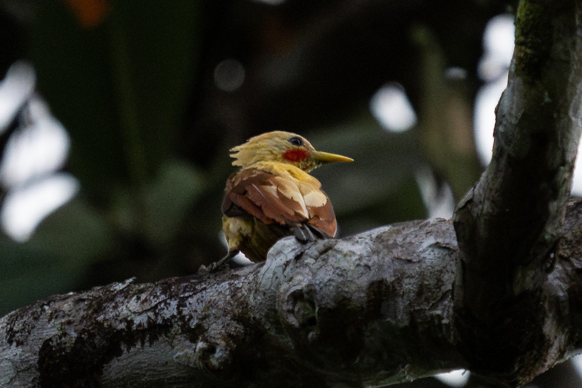 Cream-colored Woodpecker - ML643777565
