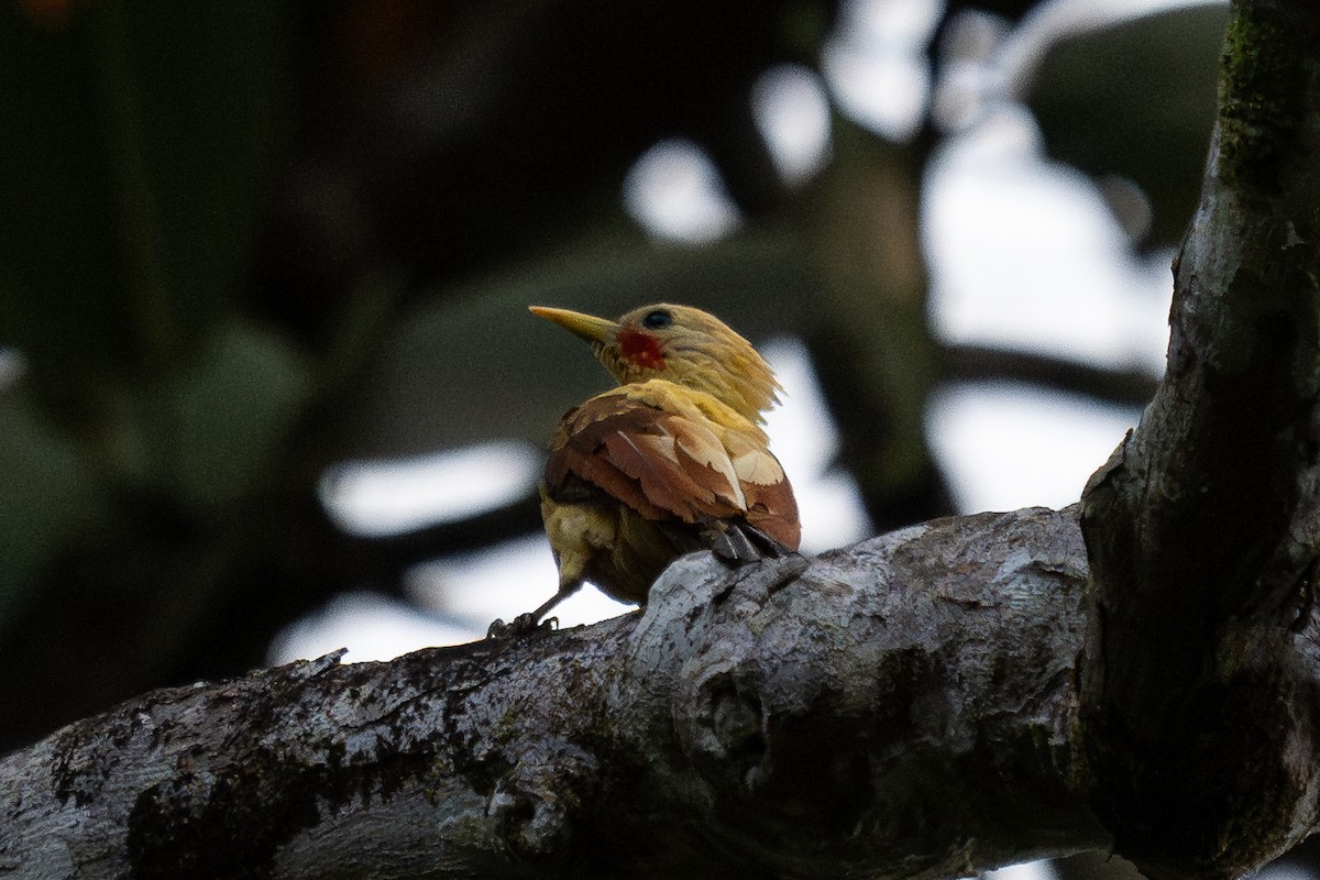 Cream-colored Woodpecker - ML643777566