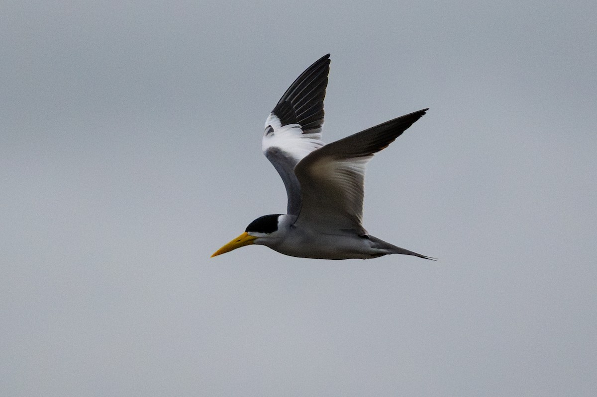 Large-billed Tern - ML643777567