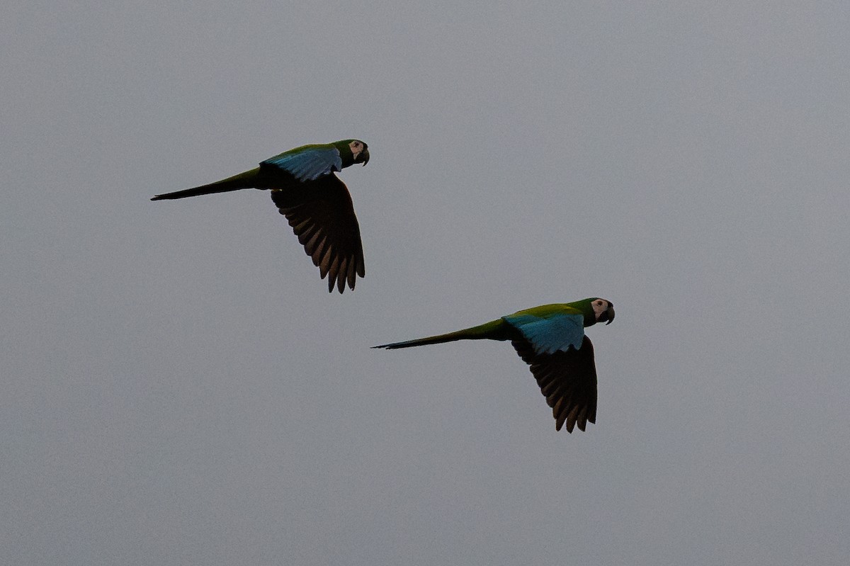 Chestnut-fronted Macaw - ML643777568