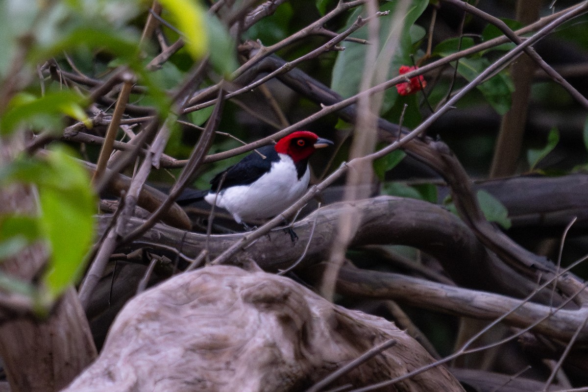 Red-capped Cardinal - ML643777569