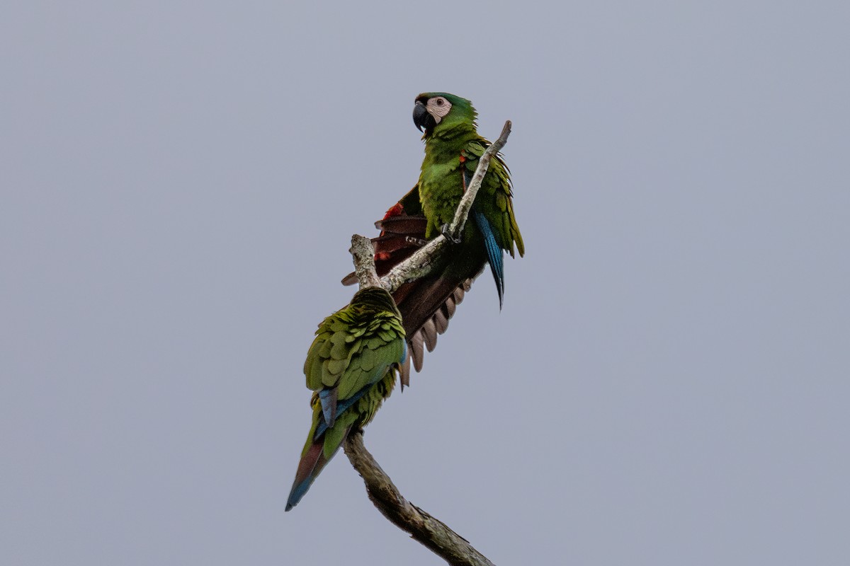 Chestnut-fronted Macaw - ML643777570
