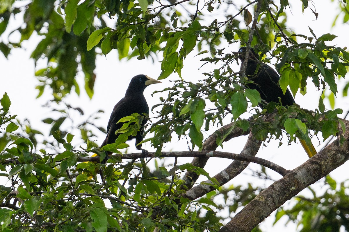 Crested Oropendola - ML643777571