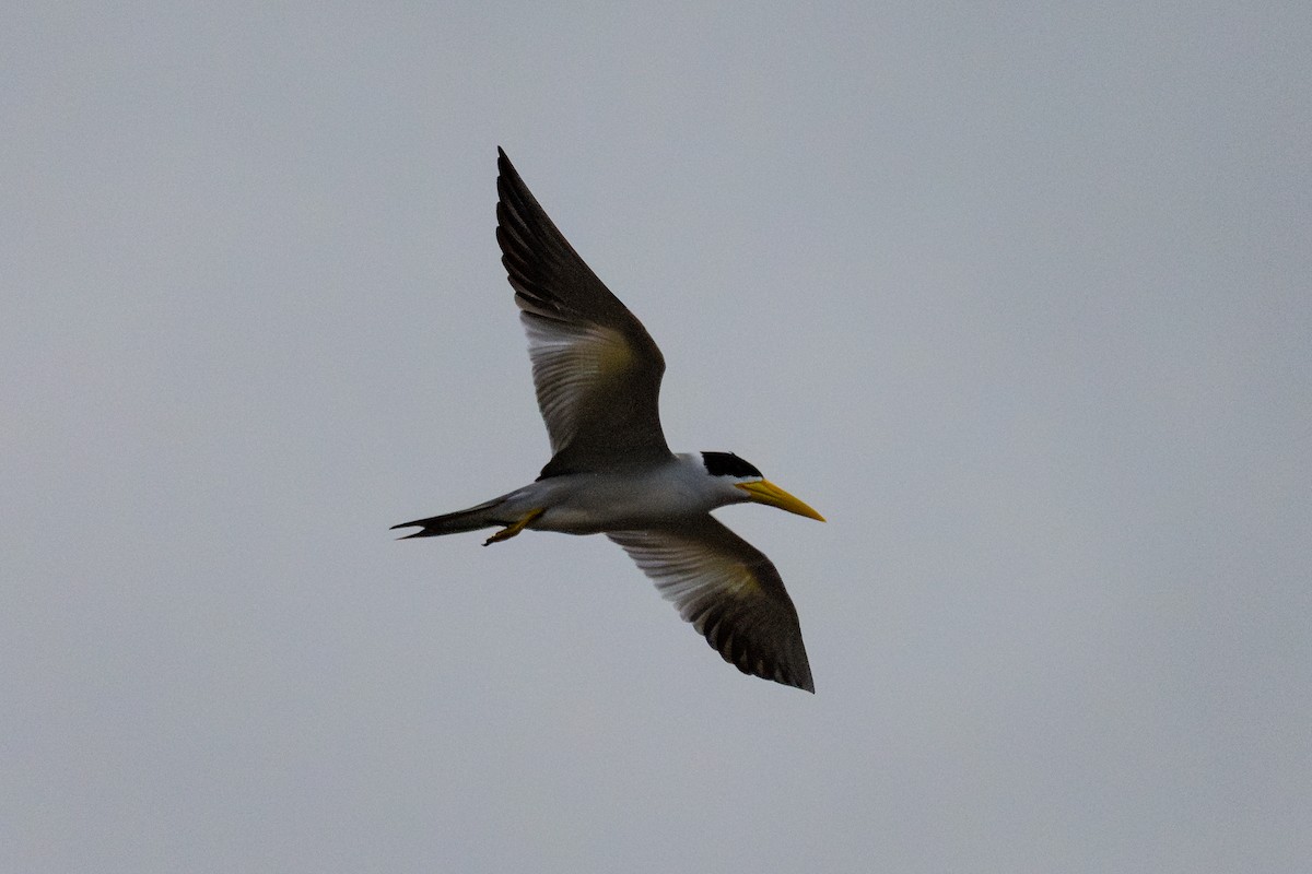 Large-billed Tern - ML643777573