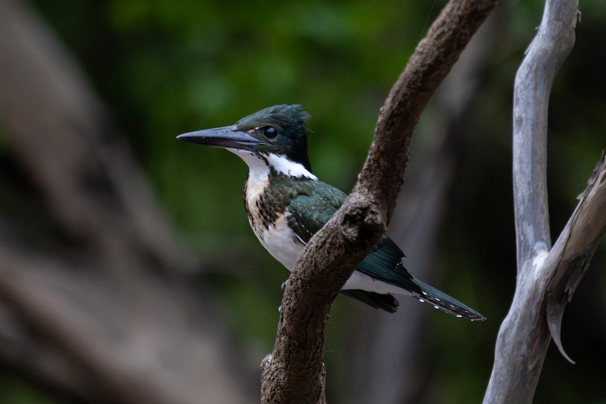 Amazon Kingfisher - ML643777574