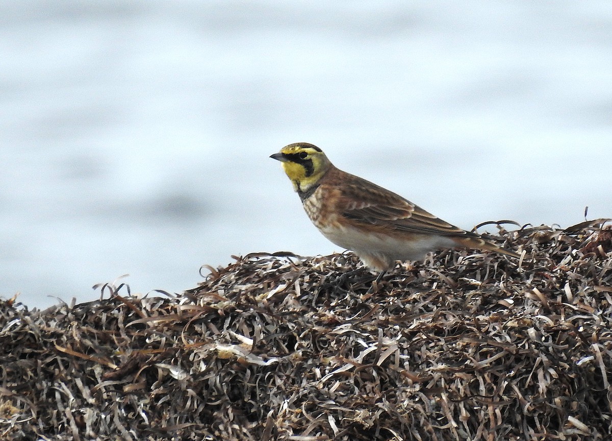 Horned Lark - ML643777608