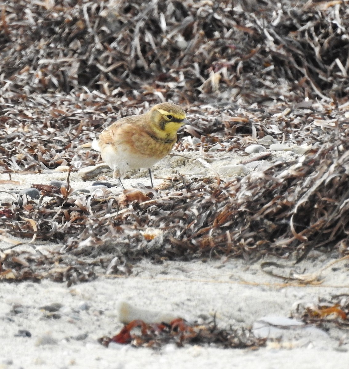 Horned Lark - ML643777609