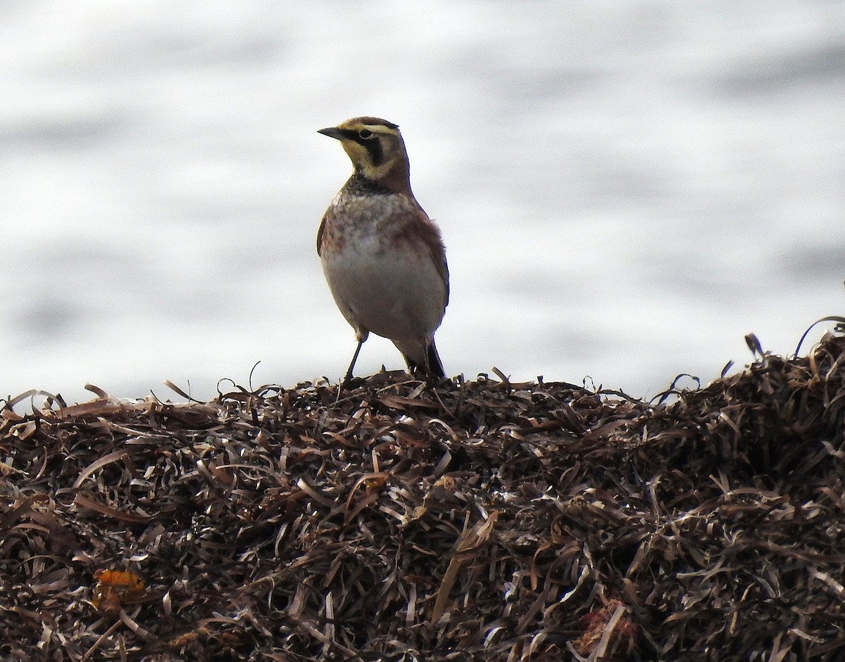 Horned Lark - ML643777610
