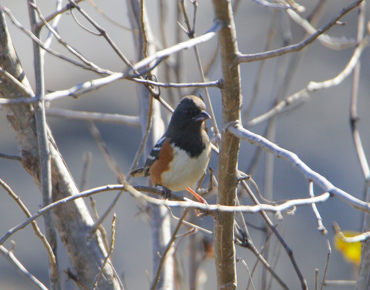 Spotted Towhee - ML643777623