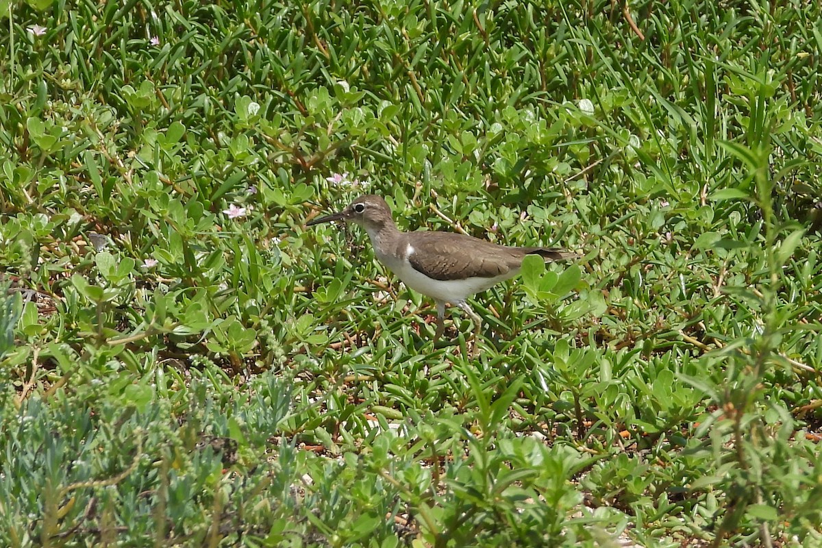 Drosseluferläufer - ML643777635