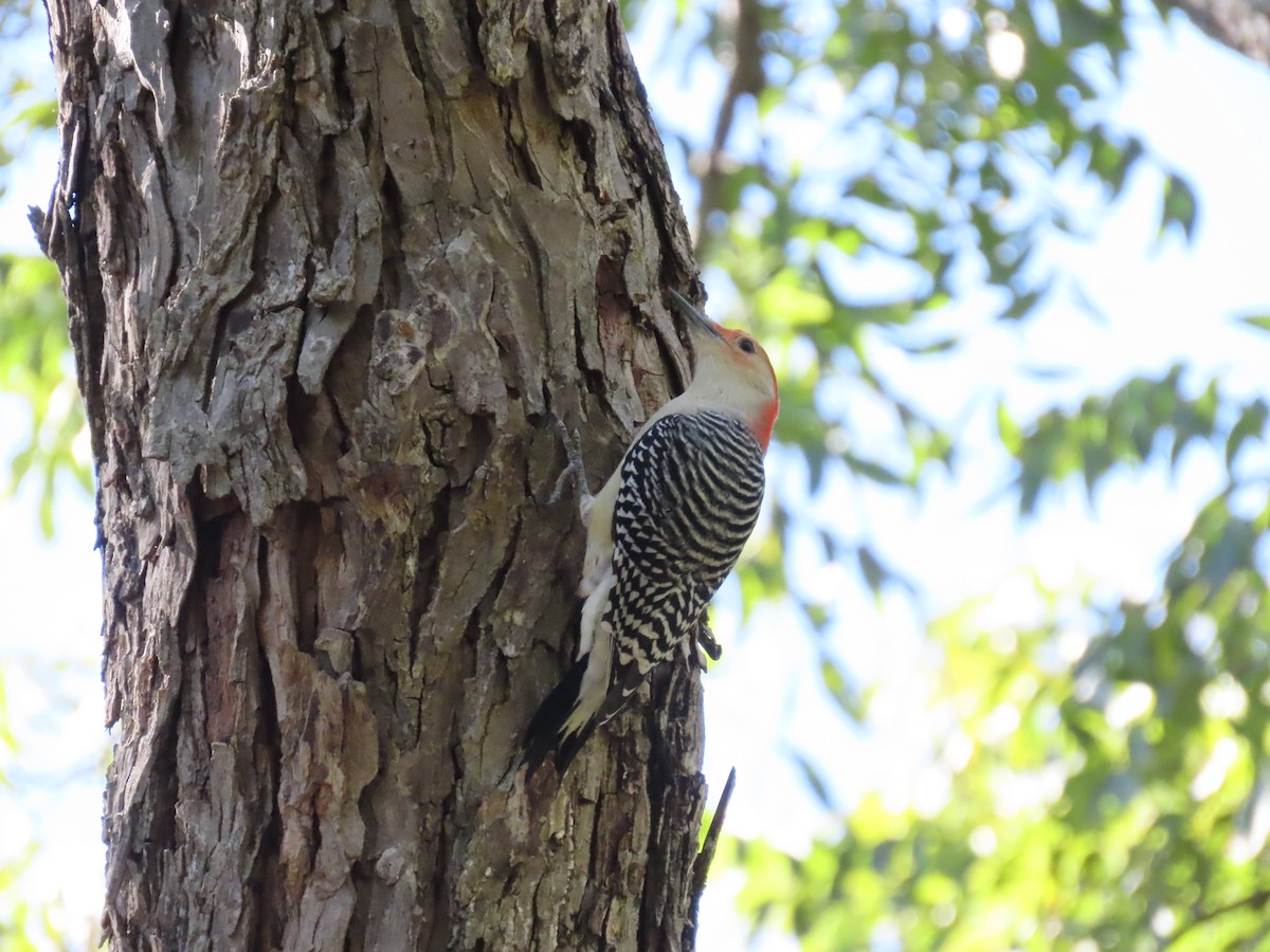 Red-bellied Woodpecker - ML643777649