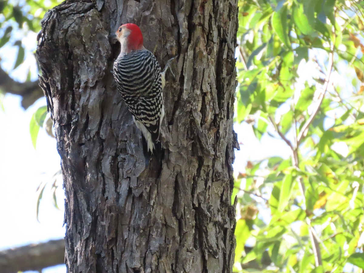 Red-bellied Woodpecker - ML643777651