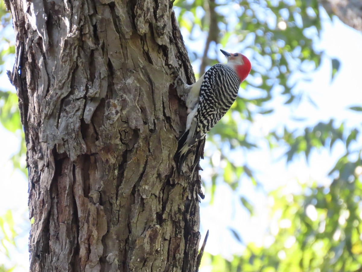 Red-bellied Woodpecker - ML643777652