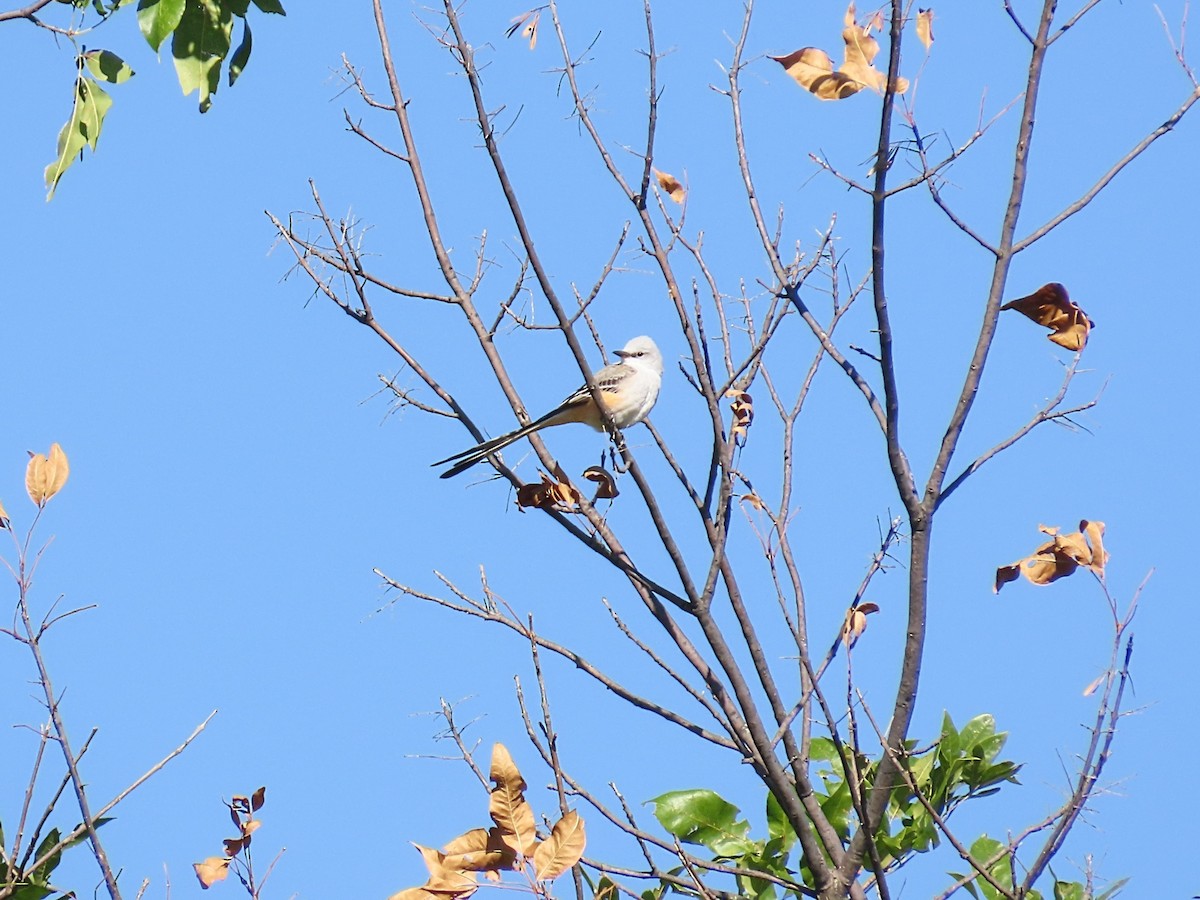 Scissor-tailed Flycatcher - ML643777666