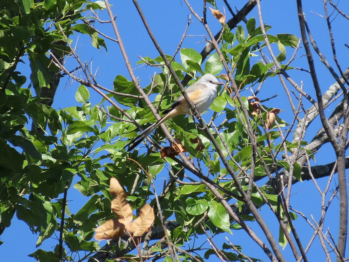 Scissor-tailed Flycatcher - ML643777667
