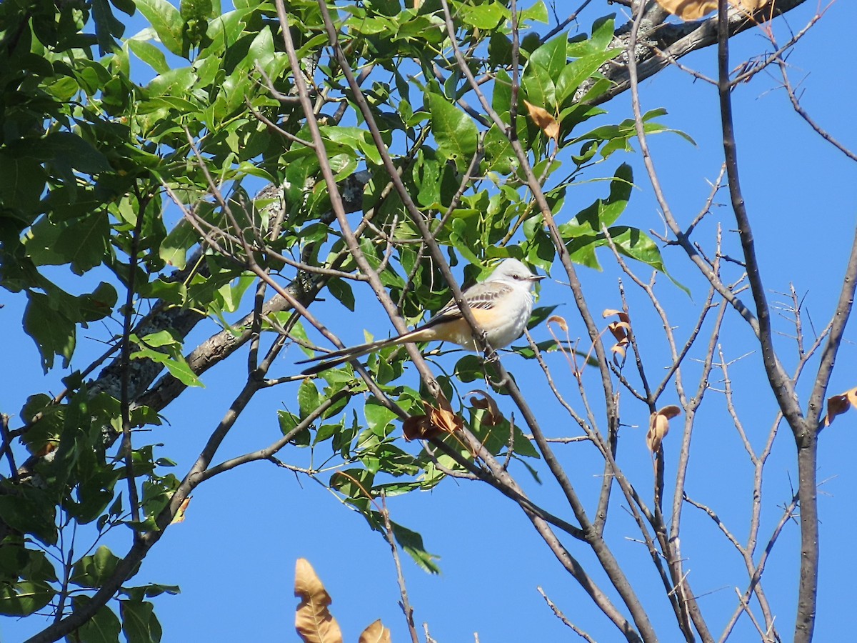 Scissor-tailed Flycatcher - ML643777668