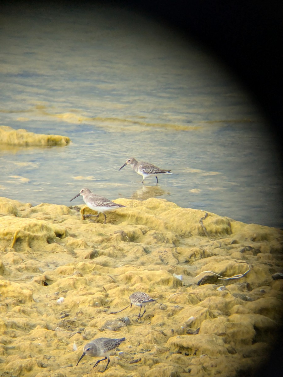 Dunlin - ML643777671