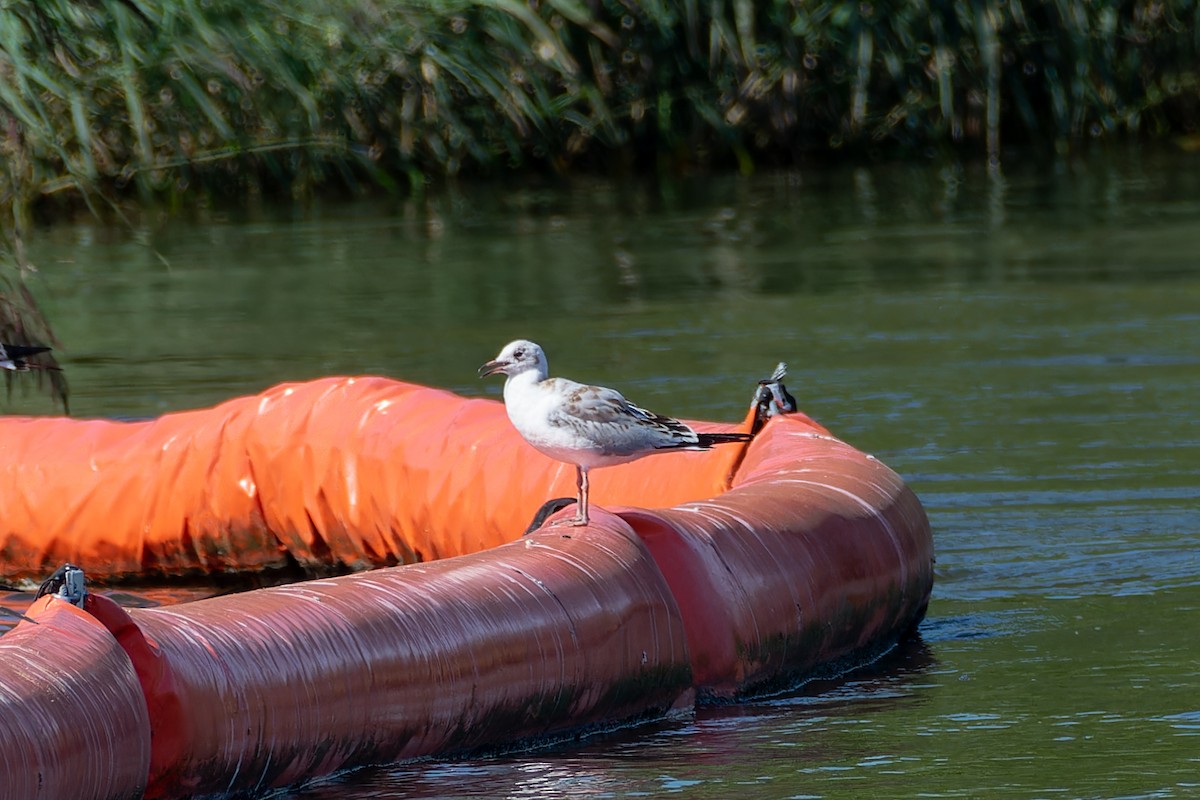 Black-headed Gull - ML643777679