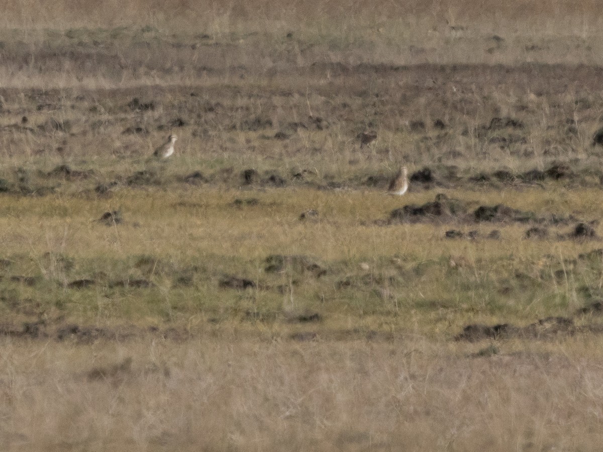 Eurasian Dotterel - ML643777683