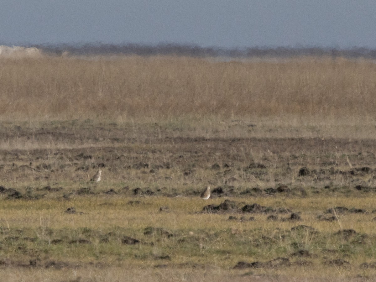 Eurasian Dotterel - ML643777684