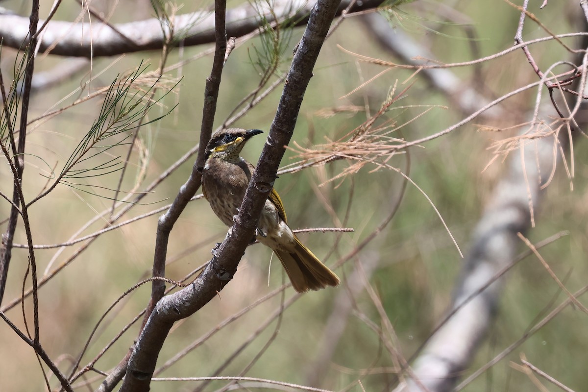 Méliphage des mangroves - ML643777697