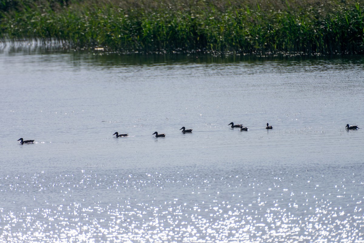 Northern Shoveler - ML643777742