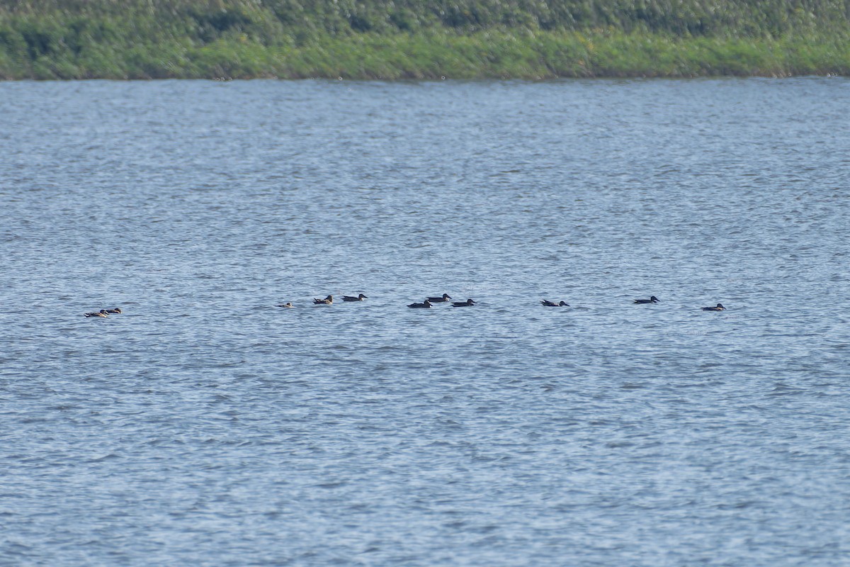 Northern Shoveler - ML643777755
