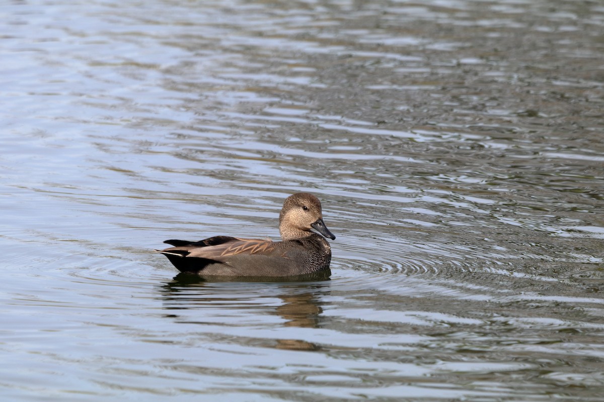 Gadwall - ML643777758