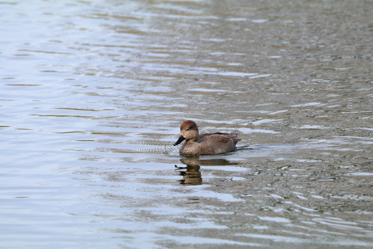 Gadwall - ML643777759