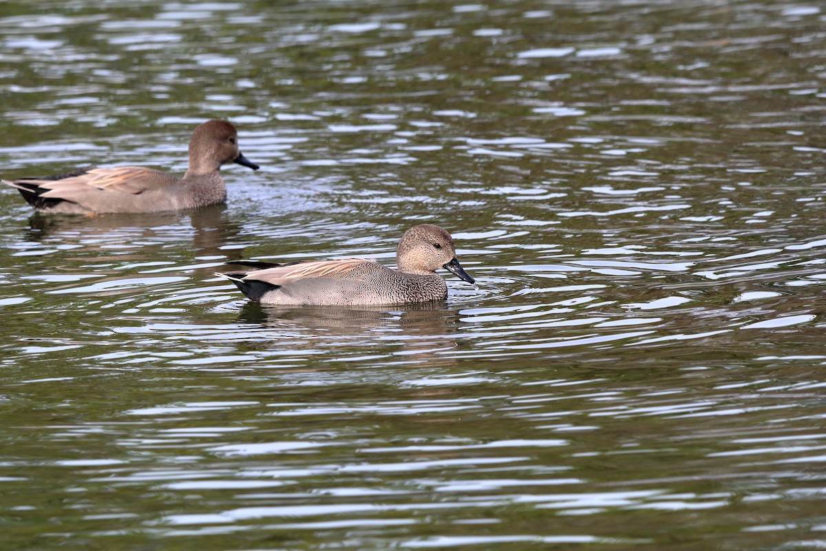 Gadwall - ML643777760
