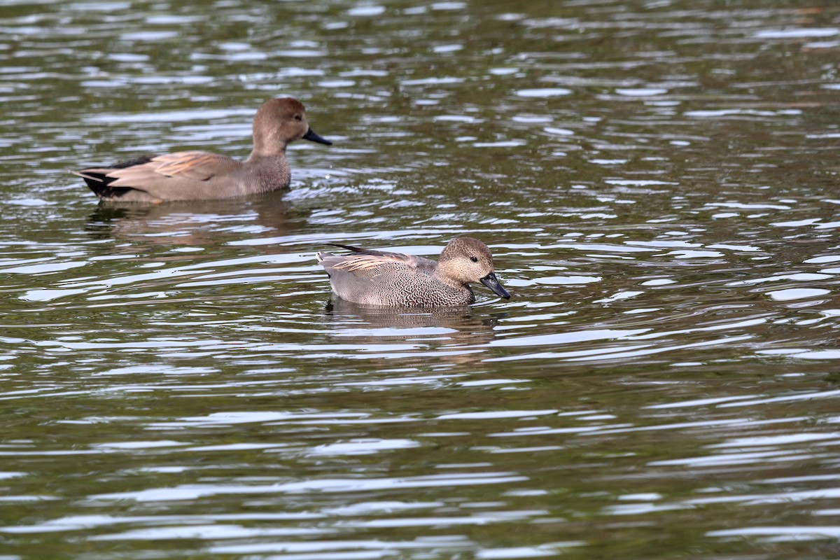 Gadwall - ML643777761